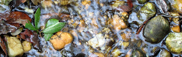 Water and Leaves